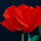 Mohn 2