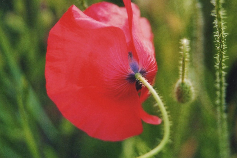 Mohn   - 2 -