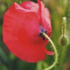 Mohn   - 2 -