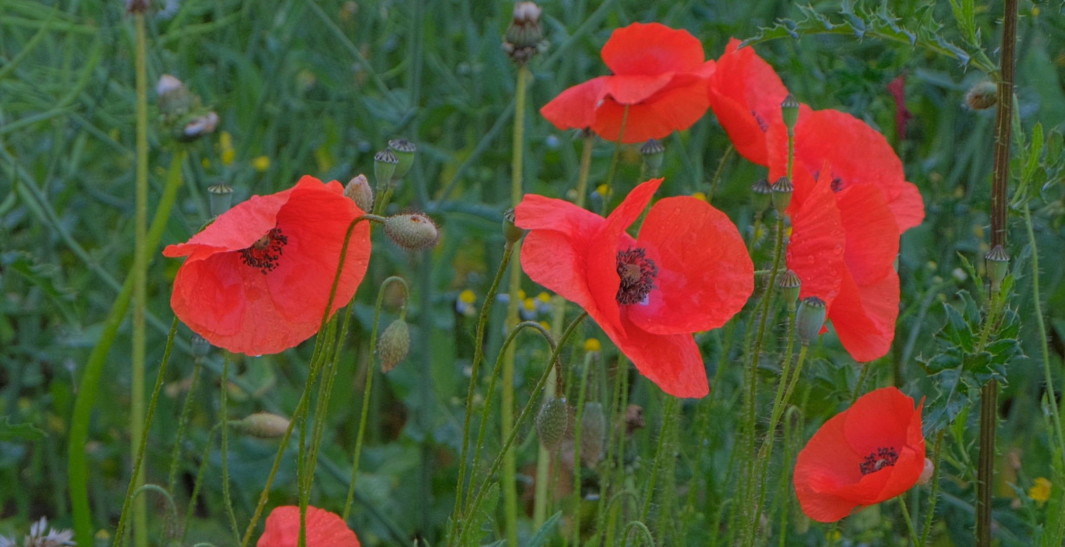 Mohn, 2 (amapolas, 2)