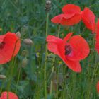 Mohn, 2 (amapolas, 2)