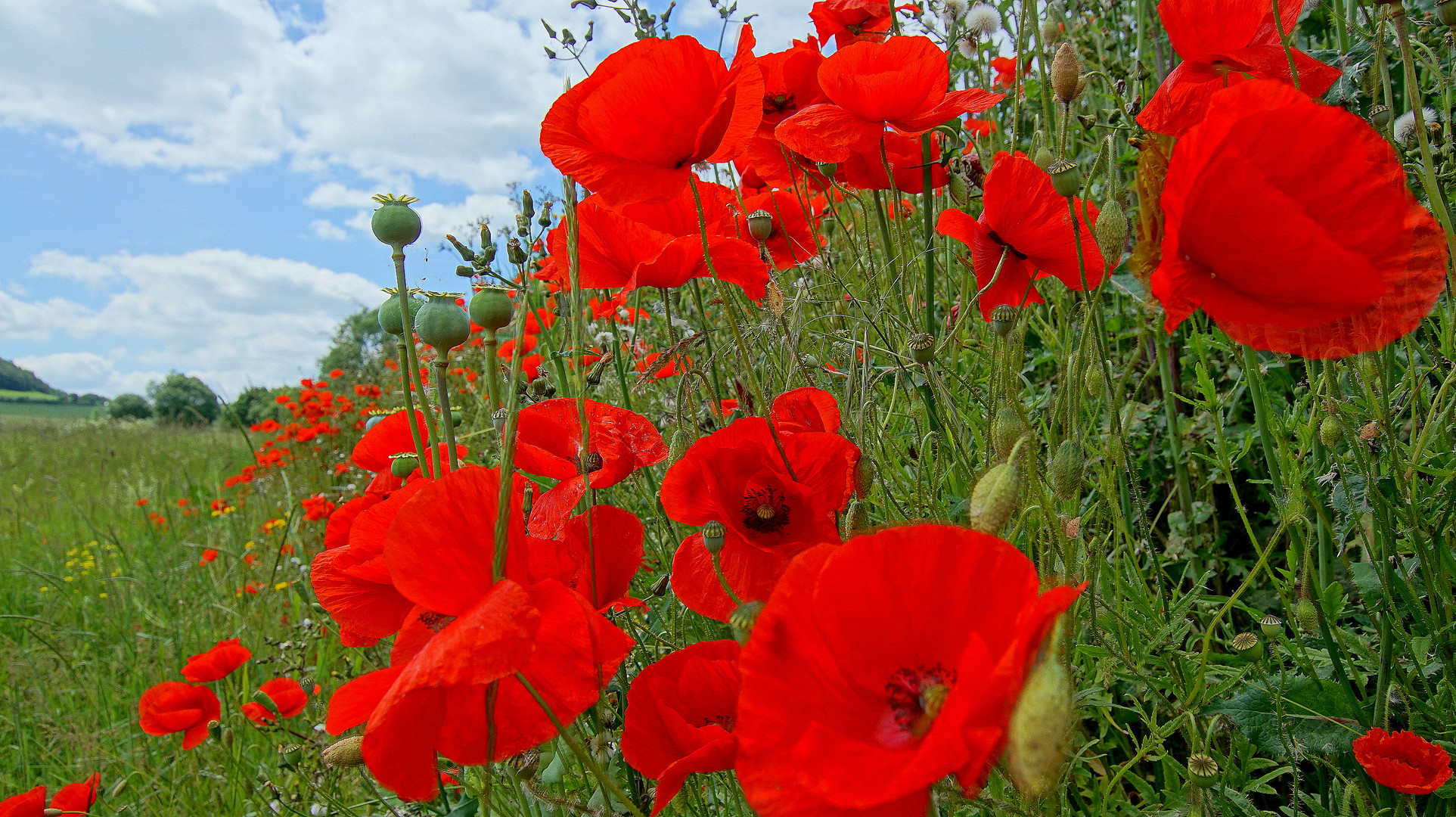 Mohn, 2 (amapolas, 2)