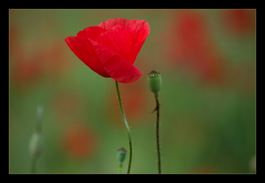 Mohn 2