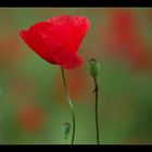 Mohn 2