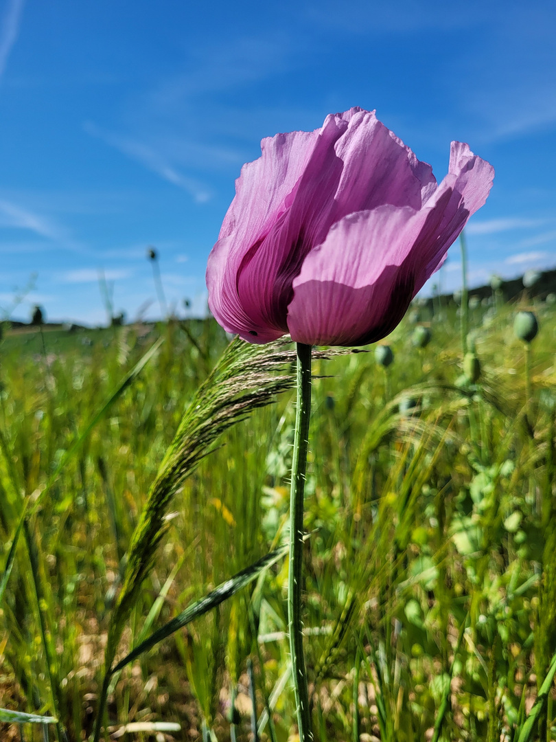 Mohn 2