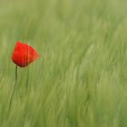 Mohn #2