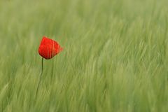 Mohn #2