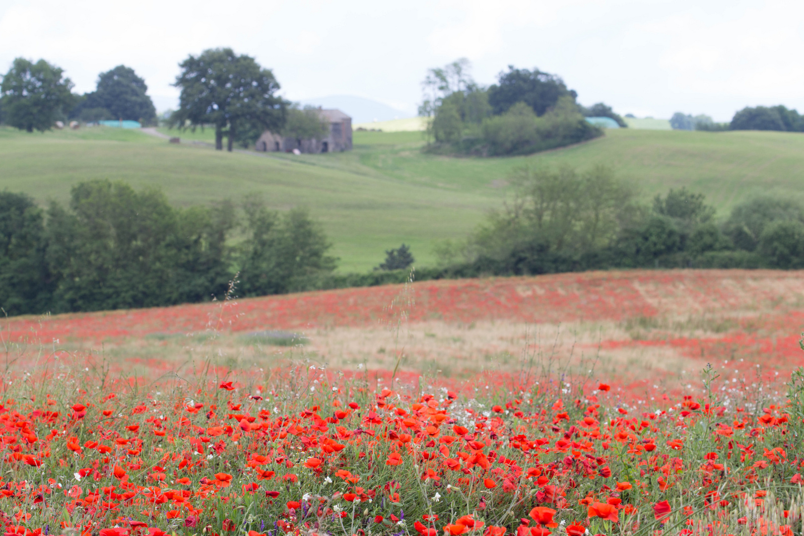 Mohn (2)