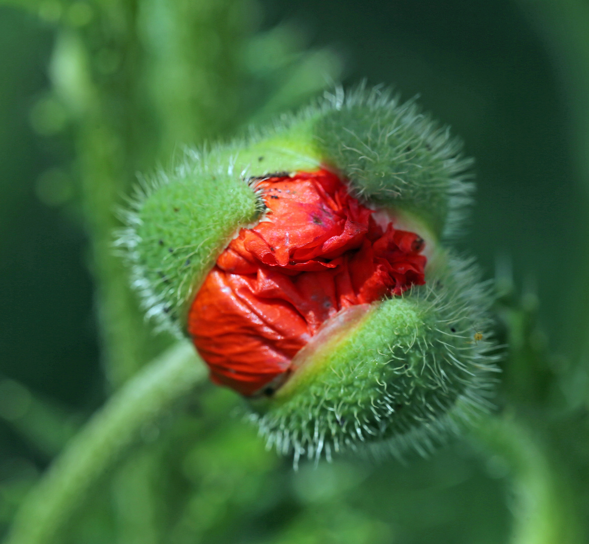 Mohn -2-