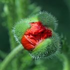 Mohn -2-