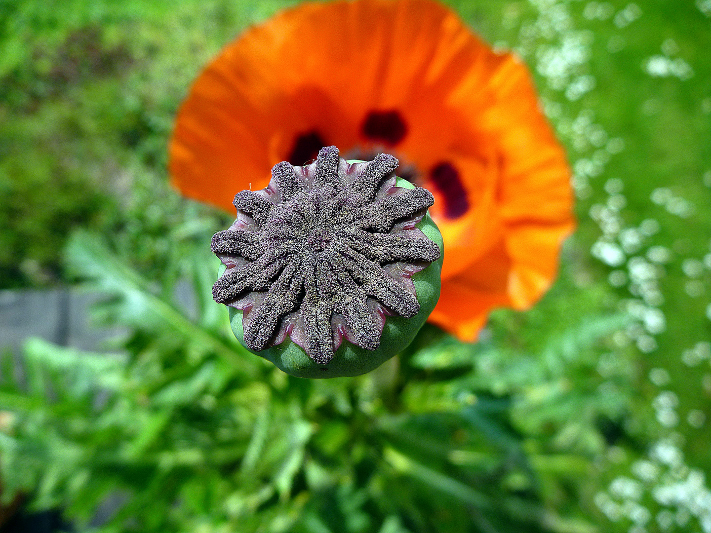 Mohn 2