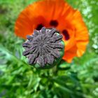 Mohn 2