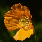 MOHN 2