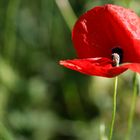 Mohn 2