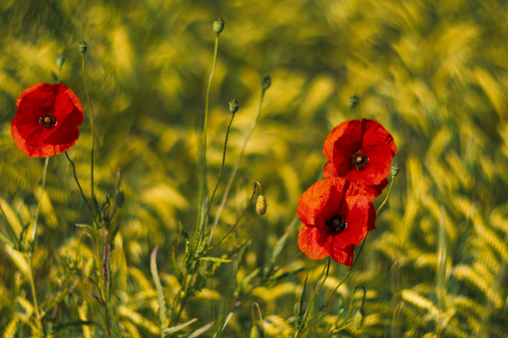 Mohn #2