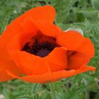 Mohn 2