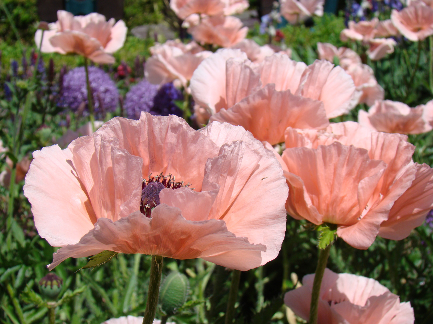 Mohn 2