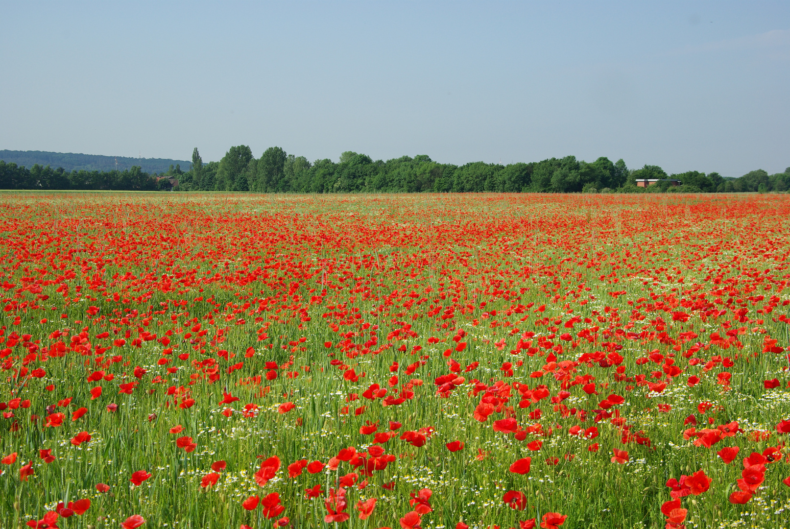 Mohn 2