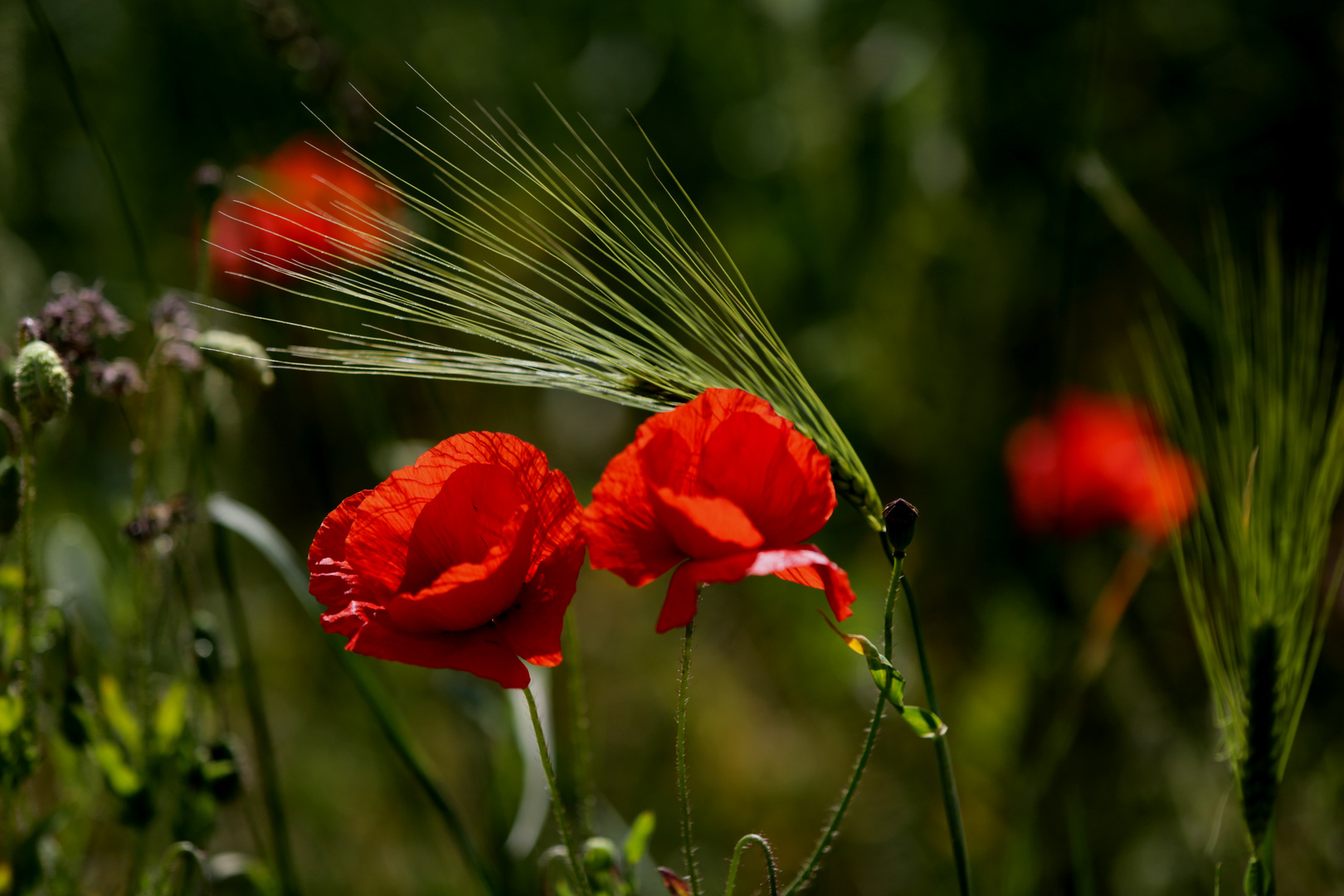 Mohn 2