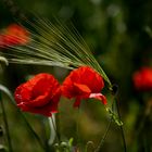 Mohn 2