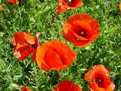 Mohn 2