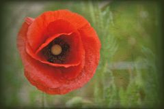 Mohn 2