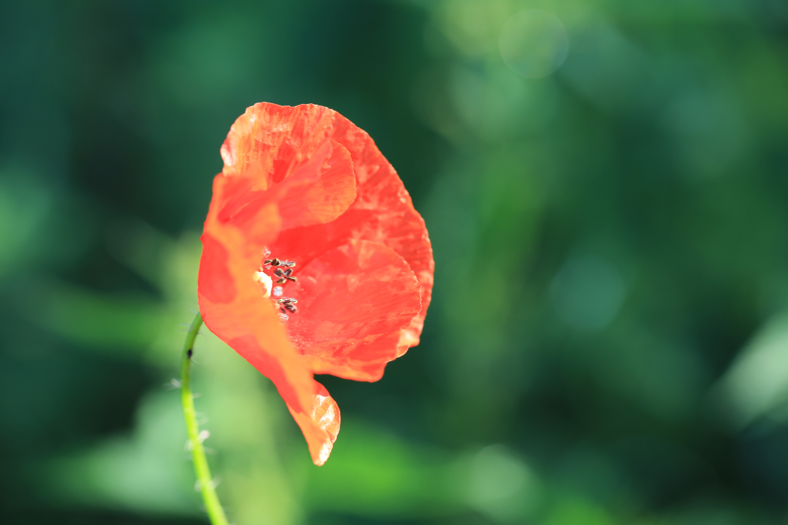 Mohn 2