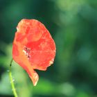 Mohn 2