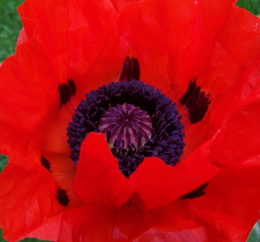 Mohn (2)