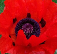 Mohn (2)