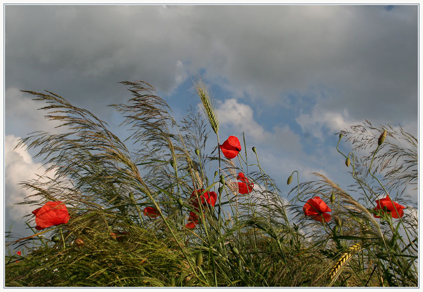 ....mohn 2