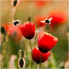 Mohn 2