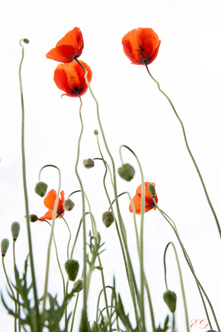 Mohn 2