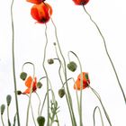 Mohn 2