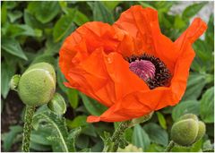 Mohn-2