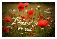 Mohn (2)