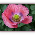 Mohn 2