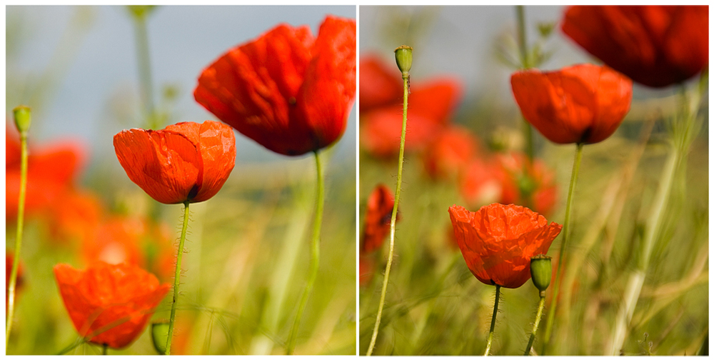 Mohn 2