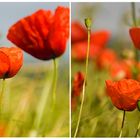 Mohn 2