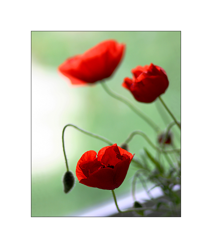 Mohn (2)