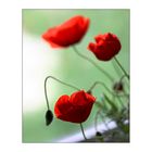 Mohn (2)