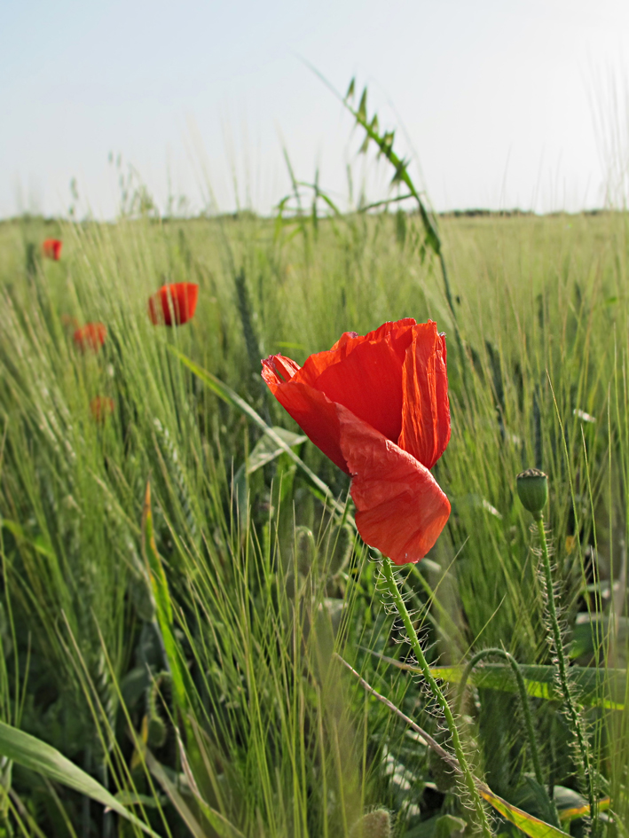 Mohn 2