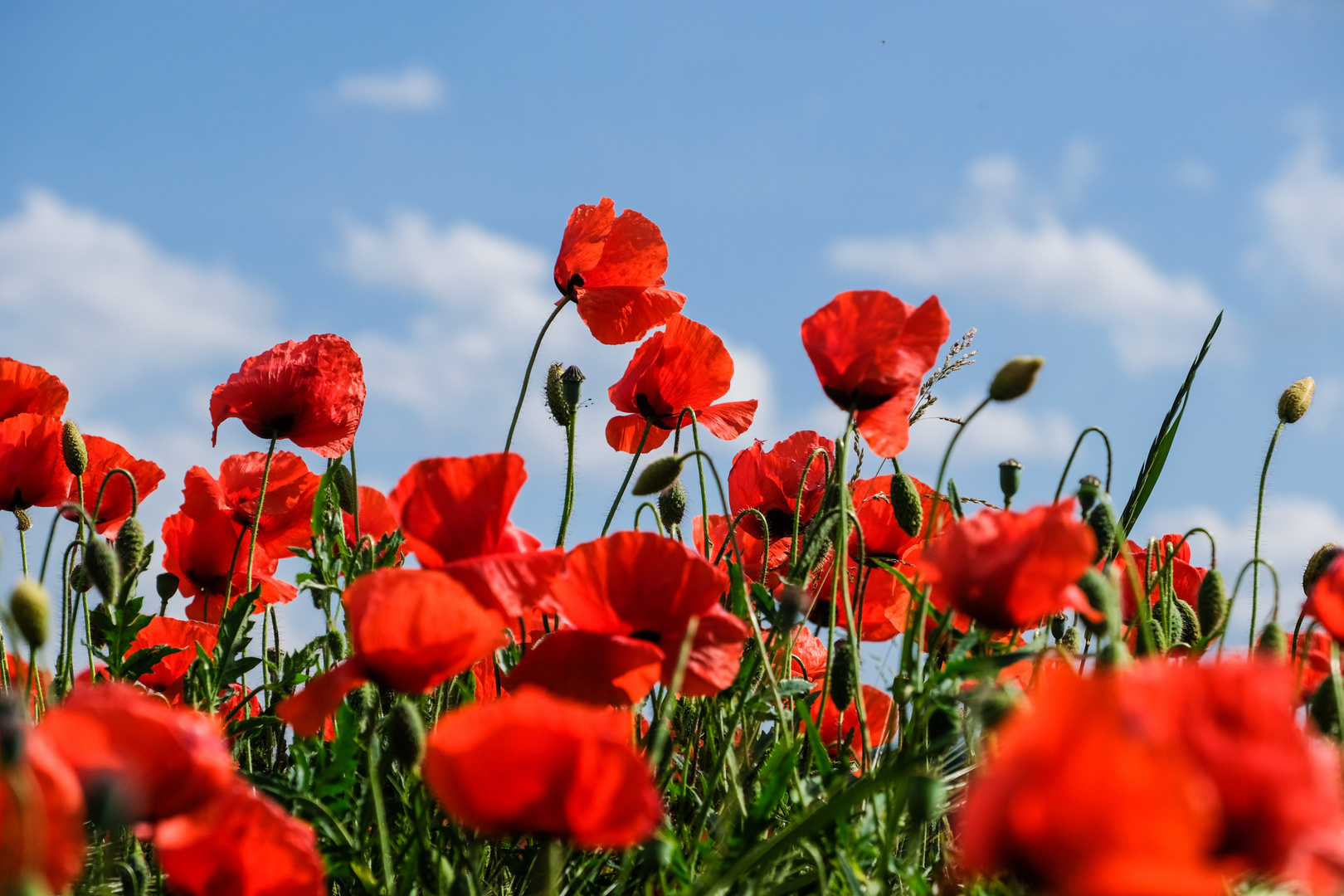 Mohn-2