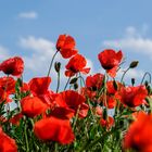 Mohn-2