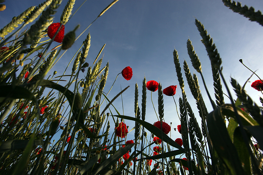 Mohn 2