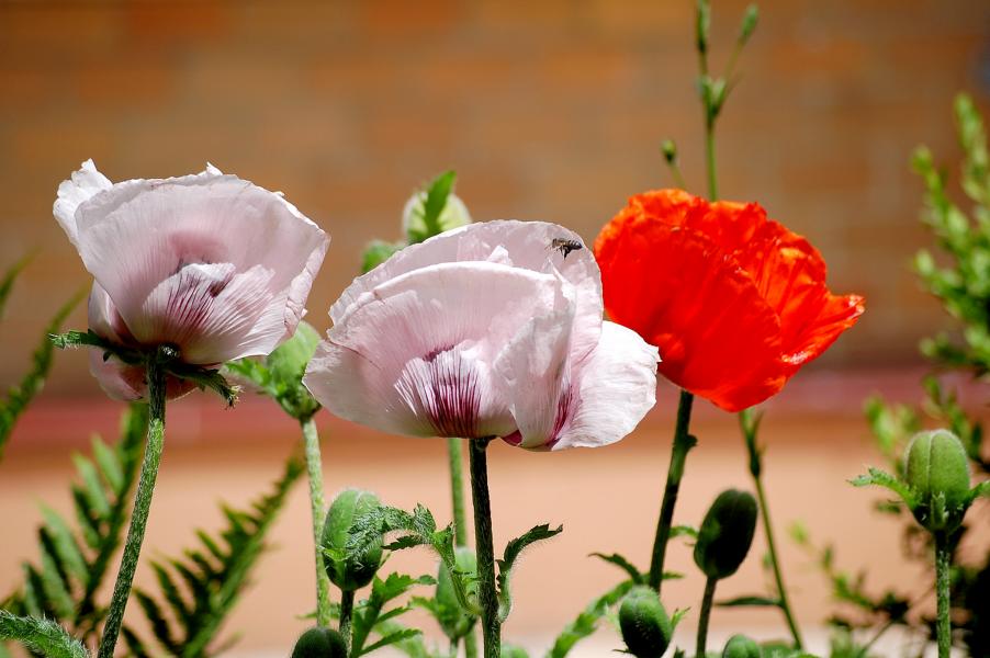 Mohn 2 (mit Biene)