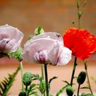 Mohn 2 (mit Biene)