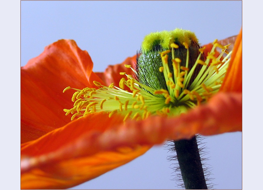 Mohn #2 (v2)