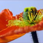 Mohn #2 (v2)