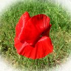 Mohn 2 vignette weiss